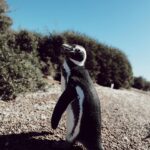 Tere Kuster Instagram – La reserva Natural Estancia San Lorenzo se encuentra dentro del área natural protegida Península Valdés a 160 km de la ciudad de Puerto Madryn, provincia de Chubut, Patagonia Argentina.

Sobre sus costas hay una colonia de más de 600.000 pingüinos de Magallanes 🐧🖤