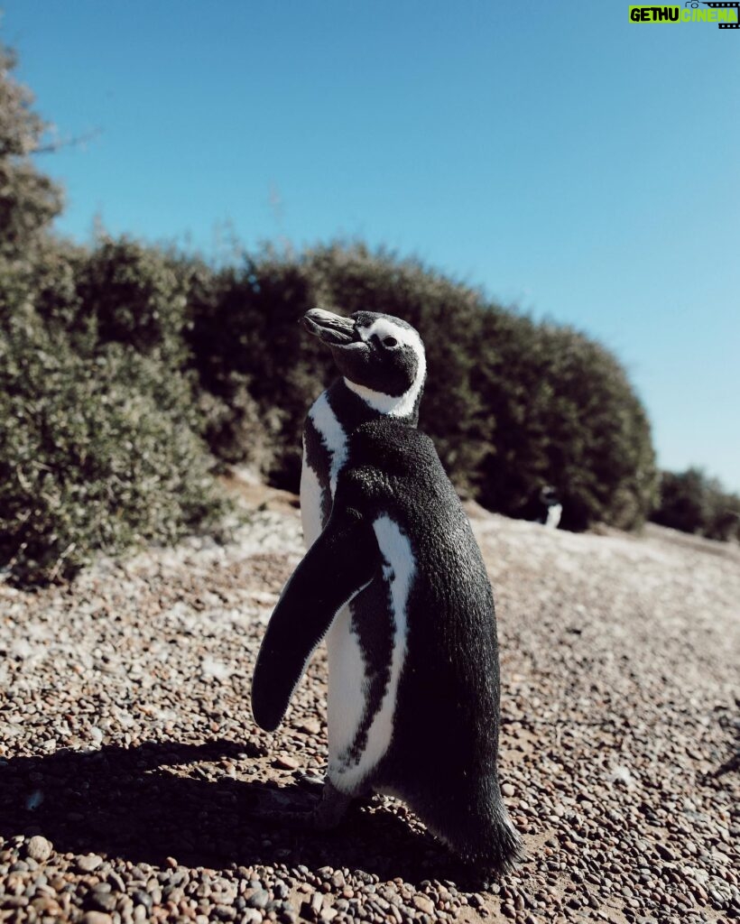 Tere Kuster Instagram - La reserva Natural Estancia San Lorenzo se encuentra dentro del área natural protegida Península Valdés a 160 km de la ciudad de Puerto Madryn, provincia de Chubut, Patagonia Argentina. Sobre sus costas hay una colonia de más de 600.000 pingüinos de Magallanes 🐧🖤