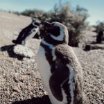 Tere Kuster Instagram - La reserva Natural Estancia San Lorenzo se encuentra dentro del área natural protegida Península Valdés a 160 km de la ciudad de Puerto Madryn, provincia de Chubut, Patagonia Argentina. Sobre sus costas hay una colonia de más de 600.000 pingüinos de Magallanes 🐧🖤
