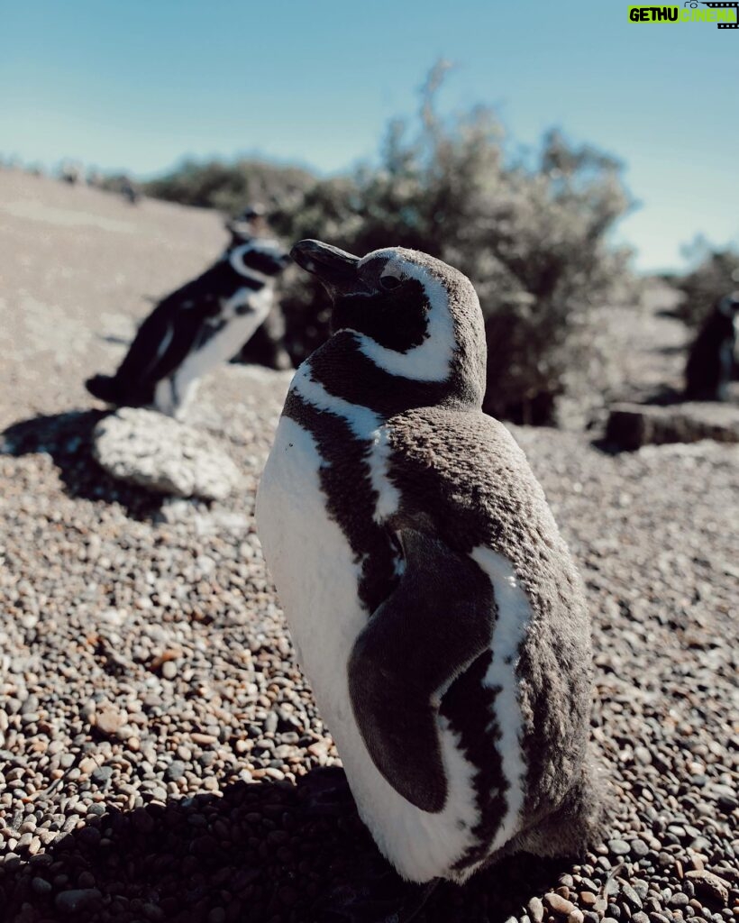 Tere Kuster Instagram - La reserva Natural Estancia San Lorenzo se encuentra dentro del área natural protegida Península Valdés a 160 km de la ciudad de Puerto Madryn, provincia de Chubut, Patagonia Argentina. Sobre sus costas hay una colonia de más de 600.000 pingüinos de Magallanes 🐧🖤