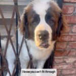 Terra Jolé Instagram - Stay tuned for round 3 🥸🤌🏼. #buttersthesaint #barbarathesaint #saintbernard #stbernards #stbernard