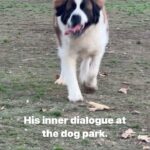 Terra Jolé Instagram - He now cry’s the whole way here and sleeps the whole way back. Lol. Good times. #buttetsthesaint #saintbernard #stbernard #dogpark