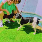 Thiago Fragoso Instagram - Aproveitando o Sol de rachar! Dia de dar banho no Ozzy… Ele não tá mais se assustando com o banho. Hoje já deu até pra ver que ele curtiu! 👍🏻☺️ #pet #cachorro #dog