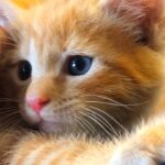 Tiffany Trump Instagram - I’m so excited to introduce my newest rescue kitty, Simba! 🦁This kitten was found abandoned under a house and would surely have died if not for the great rescuers at the Humane Rescue Alliance. I’m so grateful to them for rescuing him! I can’t wait to spoil this little guy, and give him the love, like he (& all animals) deserve! #adoptdontshop #Simba🦁