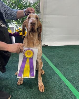 Tim McGraw Instagram - So proud of Lepshi!! He’s always been a winner in our eyes!  

Lepshi won best of breed today for the Bracco Italiano, the first year for the breed at Westminster. #westministerdogshow