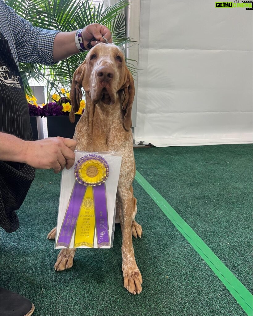 Tim McGraw Instagram - So proud of Lepshi!! He’s always been a winner in our eyes!   Lepshi won best of breed today for the Bracco Italiano, the first year for the breed at Westminster. #westministerdogshow