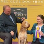 Tim McGraw Instagram – So proud of Lepshi!! He’s always been a winner in our eyes!  

Lepshi won best of breed today for the Bracco Italiano, the first year for the breed at Westminster. #westministerdogshow
