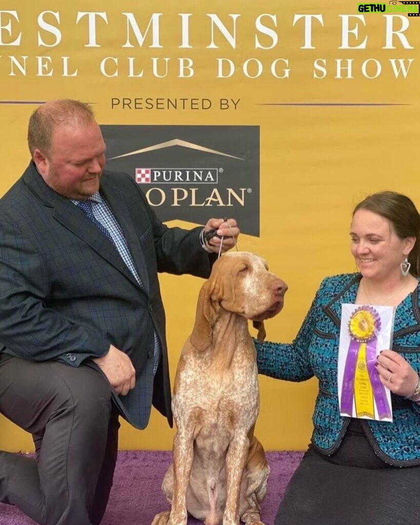Tim McGraw Instagram - So proud of Lepshi!! He’s always been a winner in our eyes!   Lepshi won best of breed today for the Bracco Italiano, the first year for the breed at Westminster. #westministerdogshow
