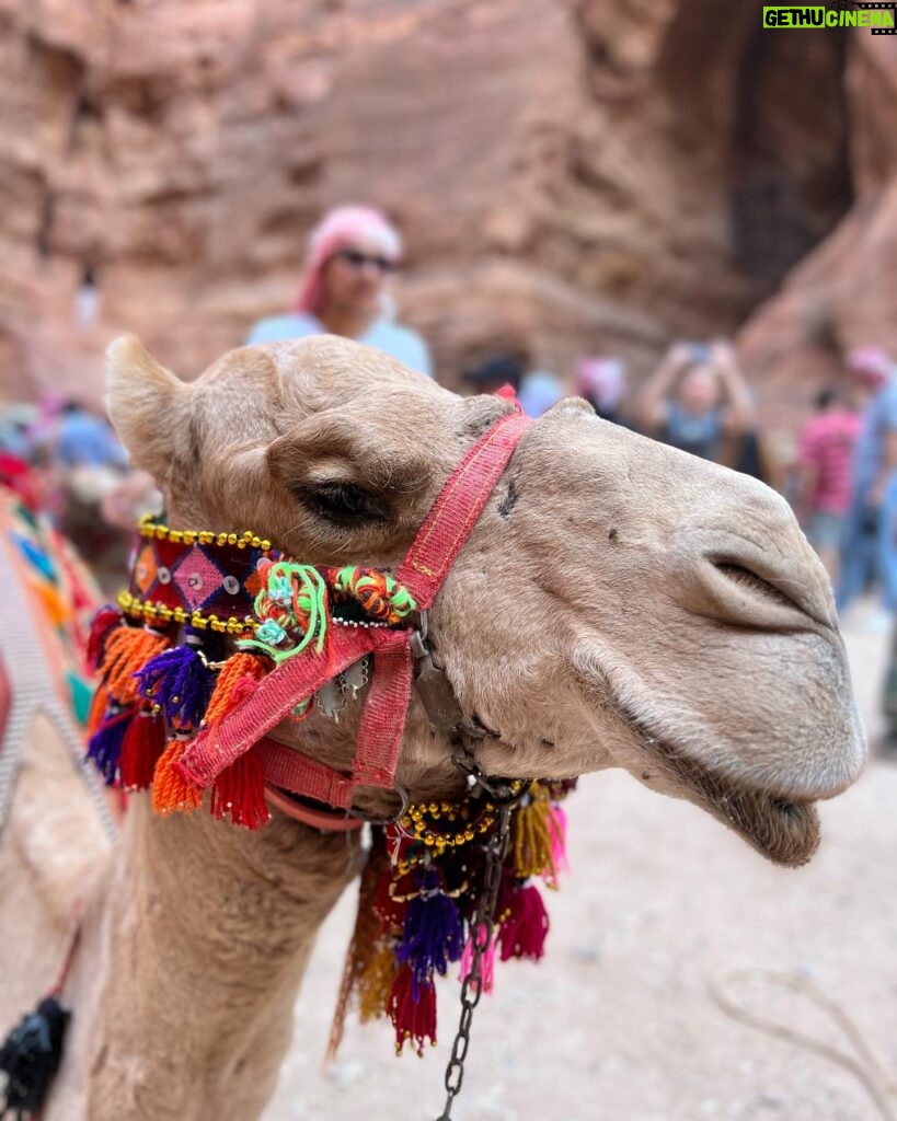 Tima Shomali Instagram - المدينة الوردية 💗 #البتراء . #rosecity #petra #visitjordan