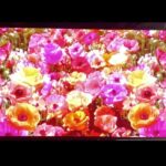 Tomomi Itano Instagram - KANSAI Collection 2024 SS 🌼 𝐑𝐨𝐬𝐲 𝐋𝐮𝐜𝐞 𝐒𝐭𝐚𝐠𝐞 🌹　 去年の夏に続き、今回も出演させていただきました✨ やはり、何度みても、巨大スクリーンに私のブランド 【Rosy Luce】の文字が写し出されるのは感動します😭♥️ 今回もコーディネート、ヘアメイクディレクション、 楽曲、映像制作、ディレクションさせていただきました。 表舞台に立つのも好きですが、 クリエイティブな作業、モノづくりが私は大好きです。 自分の頭の中に思い描いてるイメージをこうして ランウェイ場に具現化できる。 そして、私の作ったお洋服を身に纏って モデルさん達がウォーキングしてくださる✨夢のような時間でした💐 今回ランウェイを歩いてくださった 鈴木愛理ちゃん　@airisuzuki_official_uf HIMEKAちゃん　@hmk_queen アリアナさくらちゃん　@_ariannasakura_ 大友花恋ちゃん　@karen_otomo 福岡みなみちゃん　@fukuokaminami373 上西星来ちゃん　@seira_jonishi_tpd とっても可愛くて豪華な皆さんに出演していただけて、感謝です🎀 今回も素敵なステージを一緒に作り上げて下さった 関西コレクション関係者の皆様、本当にありがとうございます✨ @kansaicollection 今後とも更なる高みを目指して、女性をエンパワーメントできるように✊🏻 邁進して参りたいと思います❤️‍🔥Rosy Luce をよろしくお願いします🥀 @rosyluce #Rosyluce #関西コレクション #kansaicollection
