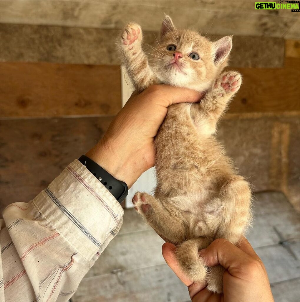 Tricia Helfer Instagram - Gender check of the farm kittens 😜