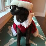 Tricia Helfer Instagram - We’re getting in the spirit!