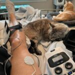Tricia Helfer Instagram - Info on the @thehwave for those of you with injuries, chronic pain or upcoming surgeries, take a listen. Many of you have commented or reached out to me so I’m sharing. Vids/pics in order - one month in, home from the hospital (before the nerve blocker wore off 🥹), and about a 5 days post surgery.