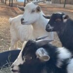 Tricia Helfer Instagram - Got to sit out with the bubs today for a bit since it warmed up finally. Two things learned : 1) goats don’t like drones and 2) drones are easy to fly up, up and away, never to be seen again.