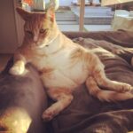 Tricia Helfer Instagram - My main man, Cesar, crossed the #rainbowbridge this morning 💔 My heart is breaking but I know he’s out of pain now and frolicking with his old friends. He was one of a kind.