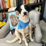 Trisha Yearwood Instagram - The #DottiesYard bandanas are on the way! Mack says to tag me with pics of your pups with their new accessory so he (we) can see!! xo 🐾