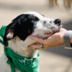 Trisha Yearwood Instagram - Happy Gotcha Day Mack! You make me smile every single day! Dottie must have sent you to me! PS: We just have a few days left to purchase #DottieYard merch before it’s gone. A portion of the proceeds goes to help animals in need! 🐾 xo (Link in bio)