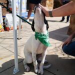 Trisha Yearwood Instagram - Happy Gotcha Day Mack! You make me smile every single day! Dottie must have sent you to me! PS: We just have a few days left to purchase #DottieYard merch before it’s gone. A portion of the proceeds goes to help animals in need! 🐾 xo (Link in bio)