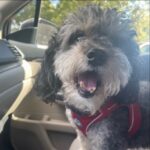 Trisha Yearwood Instagram - A donation has been made to #DottiesYard in memory of sweet Digger. We are sending out love to Gracie and Digger’s family who will miss him dearly.