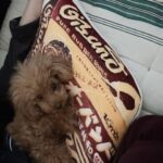 Tsubasa Honda Instagram - 🐶 あの懐かしの、輪ゴムがいっぱい入ってる箱の、 クッション。しかもめちゃくちゃふわふわで。 最近またインテリアが楽しくなってきました🕯️ @nikoand_official