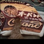 Tsubasa Honda Instagram - 🐶 あの懐かしの、輪ゴムがいっぱい入ってる箱の、 クッション。しかもめちゃくちゃふわふわで。 最近またインテリアが楽しくなってきました🕯️ @nikoand_official