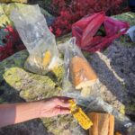 Tuba Ünsal Instagram - Karadeniz uzun zamandır gelmek istediğim bir bölge. Hızlı bir kararla bir günde karar verip bavul yapıp yola çıkıyorum. Seyehat olayında uzun zaman onceden baslamıyor benim planlar.O an neye ihtiyacım varsa ona gore bir rota belirliyorum. Bu sefer ruhumdan doğa sesleri yükseliyor. Ilk durağım @hakoni.house Selen ve Selçuk hemen organize ediyorlar beni. Fındıklı köyunun en guzel noktasında rüya gibi bir otel. Sanırım Karadenizin en güzel otellerinden. Sahibi Osman beylerin yaylalarına çıkmak ıcin plan yapıyoruz Hokana otelden 1 saatte Kayadibi yaylasina variyoruz.Bulutlar deniz gibi altimiza serilmis.Oradan daha yukarıya Kucuk yaylaya cikiyoruz. 2540 metre yuksekteyiz. Her yerde likapa bizim bildigimiz ismiyle yaban mersinleri var.inanilmaz bir manzara ve yesilin her tonu nefes kesici. Arkasindan buzullarla kapli bir yoldan gecip Ovid golune geliyoruz.Hakoni isletmecisi aile üyesi Selçuk hemen göle atlıyor.Uzunca bir sure Hakoninin inşaatıyla ugrastığı icin bu sene deniz, göl hayal olmuş. Fındıklı da hersey masal gibi.Selalede yuzuyoruz, eski yasami gormek icin konakları dolasıyoruz ve inanilmaz lezzetli yemekler yiyoruz En lezzetli yemekleri yediğimiz yerlerden biri Livadi restaurant nehir kenarında bir isletme.Sanırim en iyi muhlamayi burada yedim.Gun batıminda da gelebilirsiniz dolunayda ayın yansımasıyla aksam yemegi de sefalı. Kavurma da burada yemeniz gereken lezzetlerden biri. Diger bir önerim de Abu su ürunlerinde somon yemeniz. Kremalı olanı tam bir umami. Bir de Isabella diye bir üzüm kesfediyorum. Müthis bir koku Yediğim diğer hicbir üzüme benzemiyor Herseyin otesinde bu seyehatin en güzel tarafi Osman beyi, Merih hanımı Selçuğu tanımaktı. Uzun zamandır tanıdığım en güzel insanlar.Simdi rotada Macahel