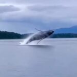Uzo Aduba Instagram - Some sunshine for your timeline ☀️☀️ #Repost from @jennifer_euston_casting page. All I can say is wow. Stay for the ending 💛💛💛 ・・・ thank you for sharing this @michaelawat 💛💛💛 Wait till the end for a surprise 🤯🤯🤯 #whale #whales #britishcolumbia #nature #beautiful #hunting #repost from @canadawildin