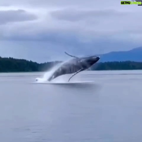 Uzo Aduba Instagram - Some sunshine for your timeline ☀️☀️ #Repost from @jennifer_euston_casting page. All I can say is wow. Stay for the ending 💛💛💛 ・・・ thank you for sharing this @michaelawat 💛💛💛 Wait till the end for a surprise 🤯🤯🤯 #whale #whales #britishcolumbia #nature #beautiful #hunting #repost from @canadawildin