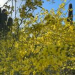 Vanessa Hudgens Instagram – Spring has sprung