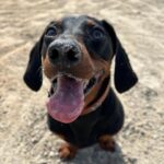 Vanessa Mariposa Instagram - Anzeige | Happy 2 birthday mein kleines, süßes Wiesel @zorro_theweenie ♥️🐶 I love you so much 🎉😍 ________________ #vanessamariposa #zorrotheweenie #2 #birthdayboy #minidackel #dachshund