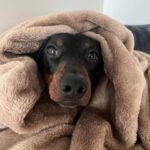 Vanessa Mariposa Instagram - Anzeige | Happy 2 birthday mein kleines, süßes Wiesel @zorro_theweenie ♥️🐶 I love you so much 🎉😍 ________________ #vanessamariposa #zorrotheweenie #2 #birthdayboy #minidackel #dachshund