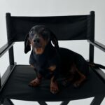 Vanessa Mariposa Instagram - Anzeige | Happy 2 birthday mein kleines, süßes Wiesel @zorro_theweenie ♥️🐶 I love you so much 🎉😍 ________________ #vanessamariposa #zorrotheweenie #2 #birthdayboy #minidackel #dachshund