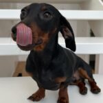 Vanessa Mariposa Instagram - Anzeige | Happy 2 birthday mein kleines, süßes Wiesel @zorro_theweenie ♥️🐶 I love you so much 🎉😍 ________________ #vanessamariposa #zorrotheweenie #2 #birthdayboy #minidackel #dachshund