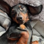 Vanessa Mariposa Instagram - Anzeige | Happy 2 birthday mein kleines, süßes Wiesel @zorro_theweenie ♥️🐶 I love you so much 🎉😍 ________________ #vanessamariposa #zorrotheweenie #2 #birthdayboy #minidackel #dachshund