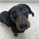 Vanessa Mariposa Instagram - Anzeige | Happy 2 birthday mein kleines, süßes Wiesel @zorro_theweenie ♥️🐶 I love you so much 🎉😍 ________________ #vanessamariposa #zorrotheweenie #2 #birthdayboy #minidackel #dachshund