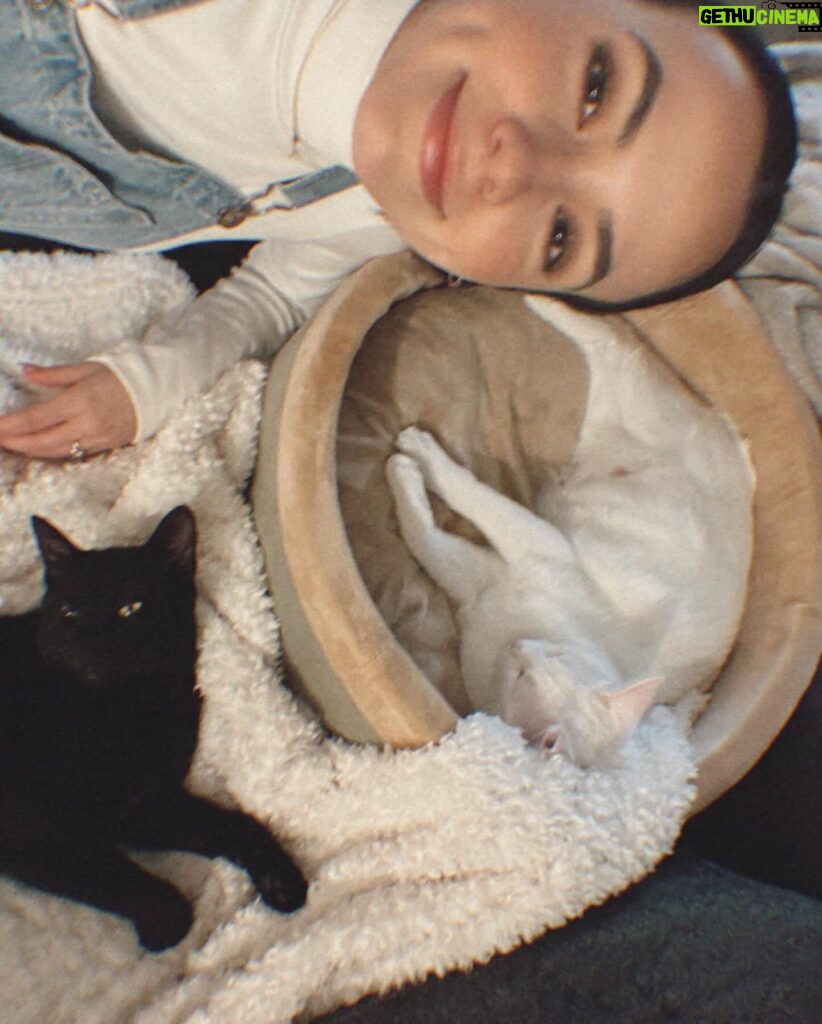 Vanessa Merrell Instagram - POV: the girl whose cats have become her entire personality