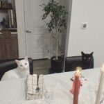 Vanessa Merrell Instagram - POV: the girl whose cats have become her entire personality