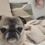 Vanessa Merrell Instagram - POV: the girl whose cats have become her entire personality
