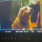 Vanessa Ray Instagram - 🎉🎉🎉🎉🎉🎉🎉🎉🎉🎉 Tonight is the 250th episode of @bluebloods_cbs Congratulations to the cast🎭 and crew 🎬 🥰❤️🥰THANK YOU all so much for having dinner with us every Friday night at 10pm on @cbstv @paramountplus (Scroll til the end…🐕)