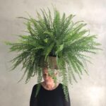 Vera Holtz Instagram - Pensamento Rizomático