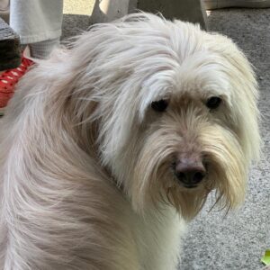 Vivian Sung Instagram - I’m a Dog person, and you ?  Woof Woof 🦴