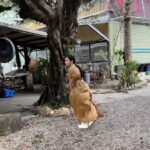 Vivian Sung Instagram - 雞飛狗跳的一天 🐶🐔