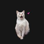 Vivian Sung Instagram - 如果我是隻貓，我會_______。 ♡ 🐈💕🐈‍⬛💤 ♡ #自由填空時間 #跟上潮流