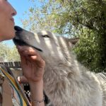 Whitney Cummings Instagram - Thank you @wolfconnection for the wolfie time 🐺 cc: @mirandacosgrove @hannahstocking