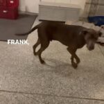 Whitney Cummings Instagram - My dog learned how to play catch with himself 🤦🏻‍♀️