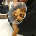 Willa Holland Instagram - our sweet angel pup is in the emergency room, she may lose her left eye 🙏🏼 please pray for billie 🙏🏼 thank you
