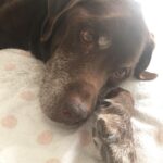 Willa Holland Instagram - all dogs go to heaven Rip♥️