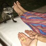 Willa Holland Instagram - We found a puppy!