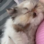 Ximena Córdoba Instagram - Muero de amor por mi princesa ! #jlo 😻 Quien tiene mascotas ? Quien es #animallovers ?