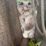 Ximena Córdoba Instagram – Hoy es el día del gato 🐱 
Para mi mi gatita #jlo es un ser muy especial, me llena de amor y es mi más dulce compañía ♥️
Que representa para ti tu mascota ?
